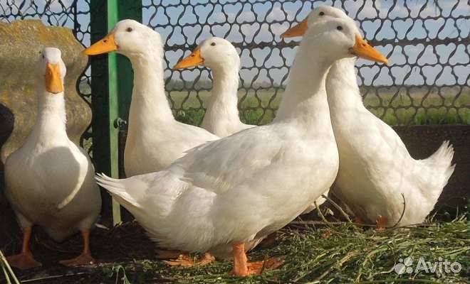 Утки мулард и французские утки