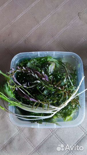 Аквариумные растения