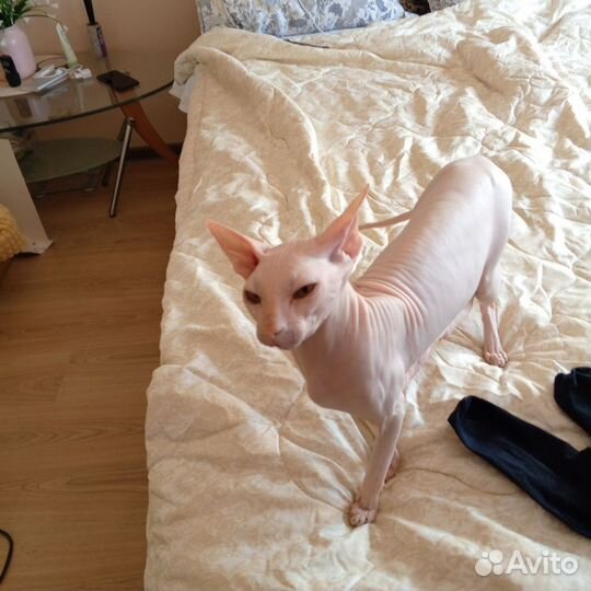 Донской сфинкс