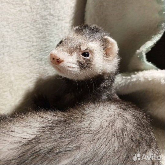 Домашний хорек