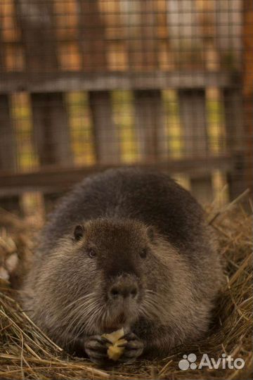Щенки нутрии