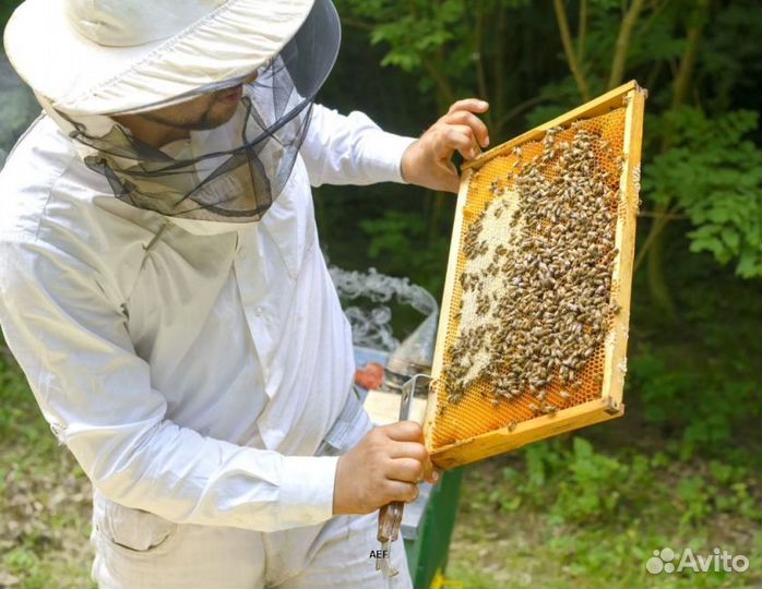 2024 Мед натуральный алтайский опт