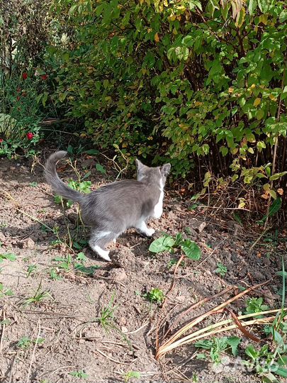 Котёнок в добрые руки