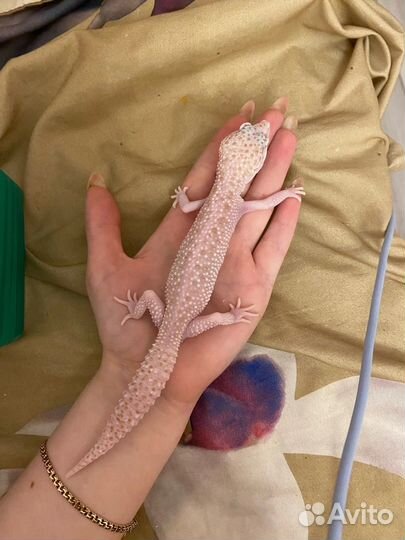 Эублефары с контейнером