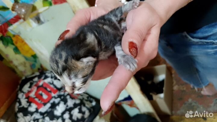 Требуется хозяева котята они все девочки