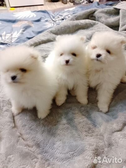 Щенки шпица