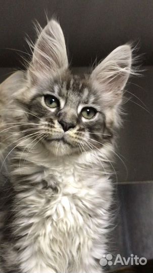 Мейн-кун девочки- серебро