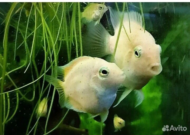 Рыба попугай платиновый