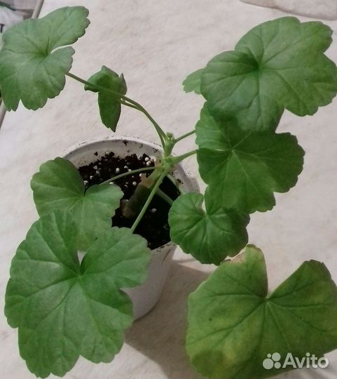 Сортовая пеларгония