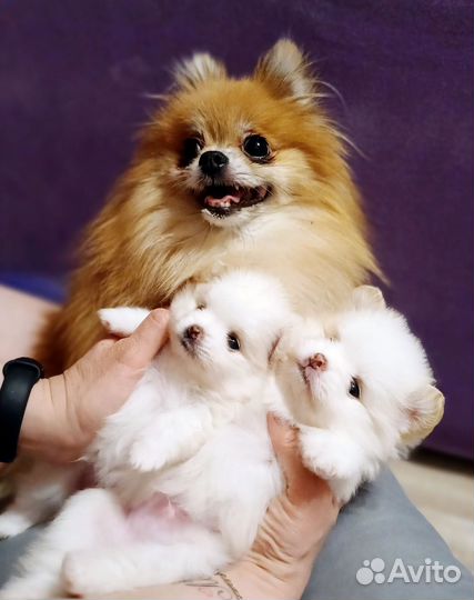 Щенки шпица