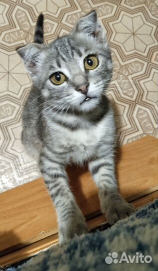 Котёнок девочка