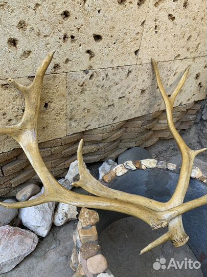 Рога оленя