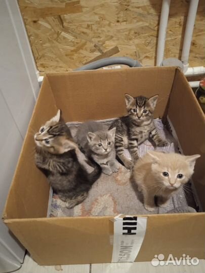 Отдам котят в добрые руки