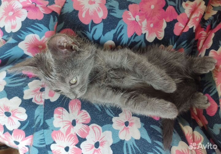 Прекрасный котёнок (мальчик) голубого окраса