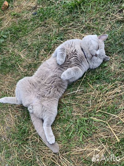 Вязка британского кота