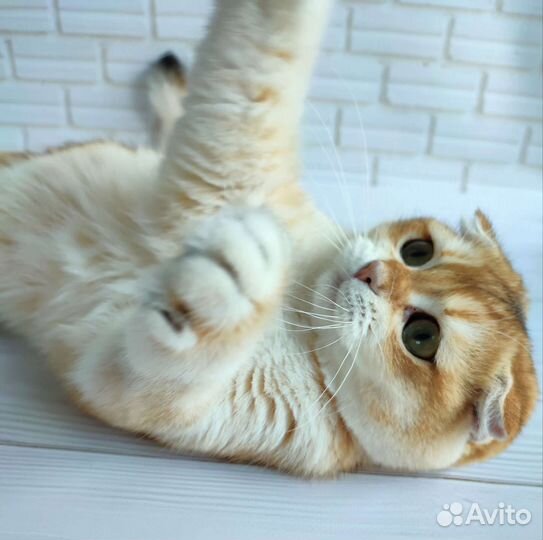 Шотландская девочка