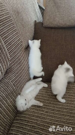 Котята белые в добрые руки