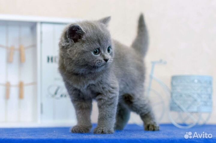 Котик британец