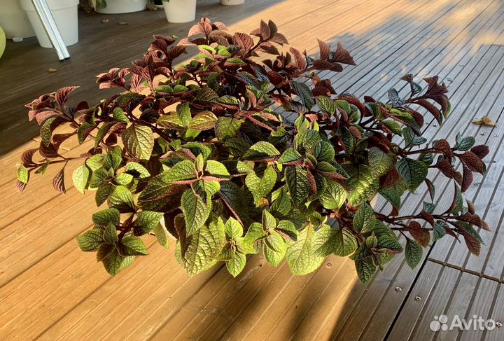 Плектрантус