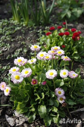 Растения, цветы, травы многолетники