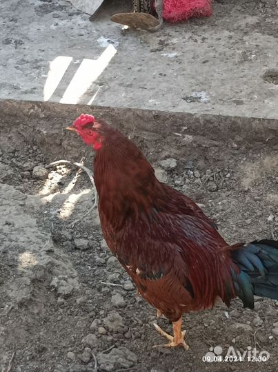 Молодые петухи