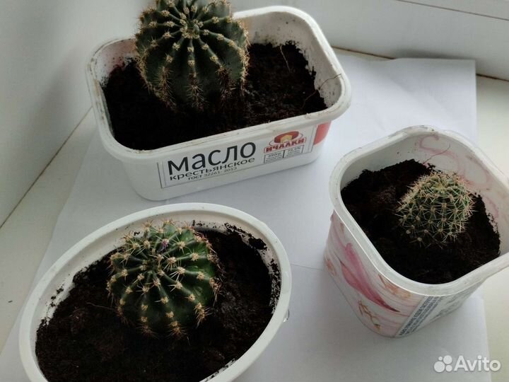 Кактус цветущий