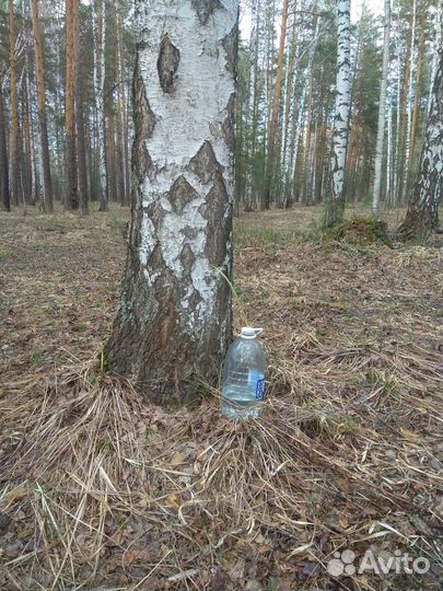 Берёзовый сок