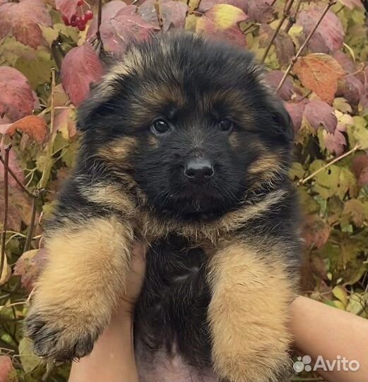 Длинношерстные красавицы