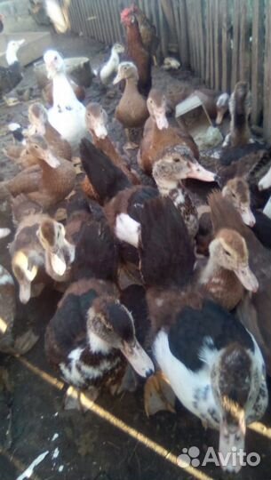 Мускусные утки