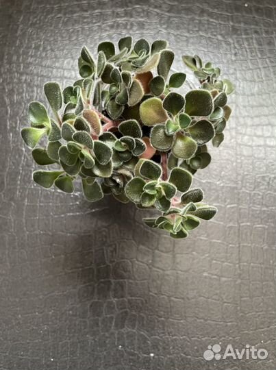 Дерево любви (Аихризон)