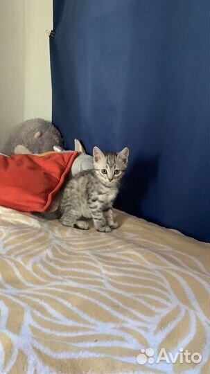 Котенок мальчик 1,5 мес