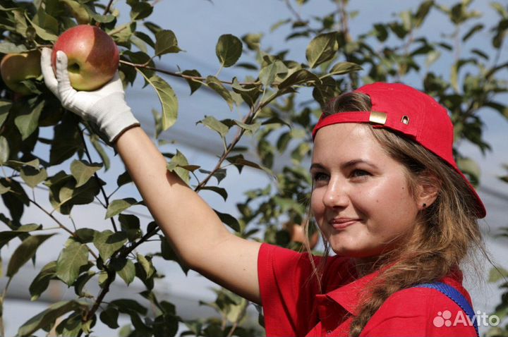 Требуется Сборщик