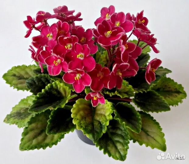 Фиалка Mac's Scorching San