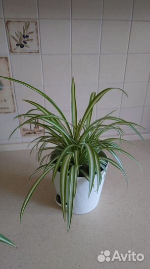 Хлорофитум двухцветный