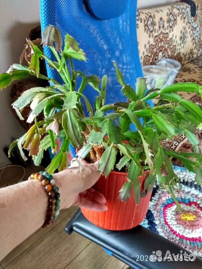 Продам цветы комнатные