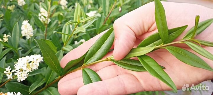 Саженцы бирючины