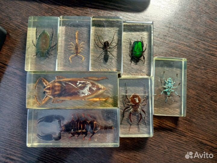 Насекомые в эпоксидной смоле