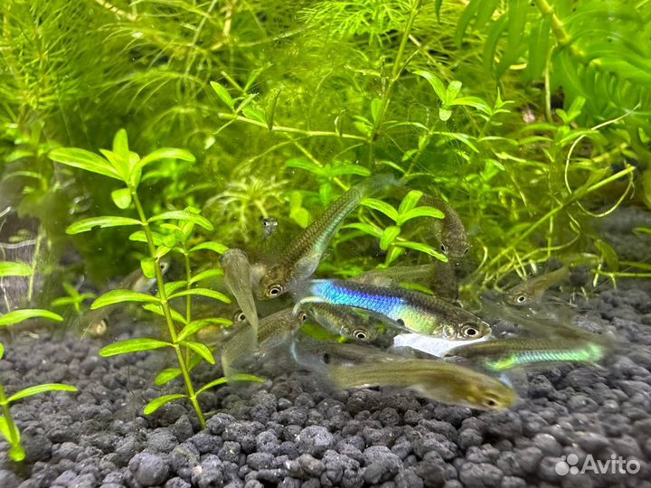 Гуппи Эндлера японская голубая