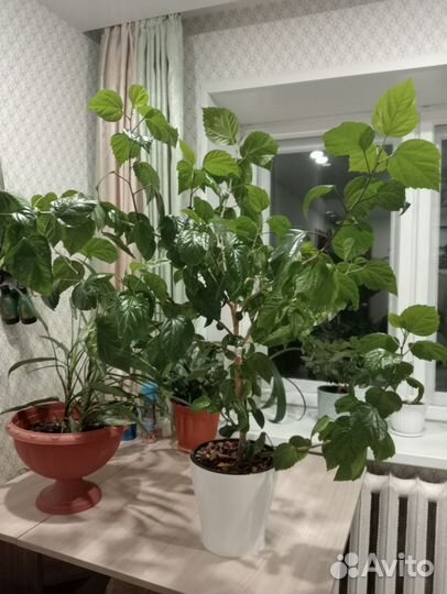 Гибискус 90см вместе с горшком