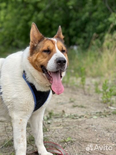 Собака из приюта