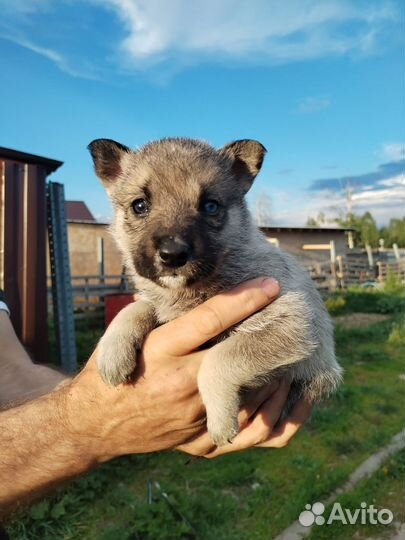 Метис хаски