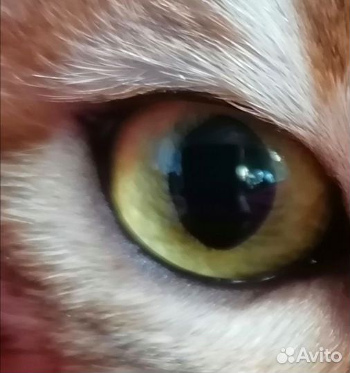 Бенгальская кошечка для разведения