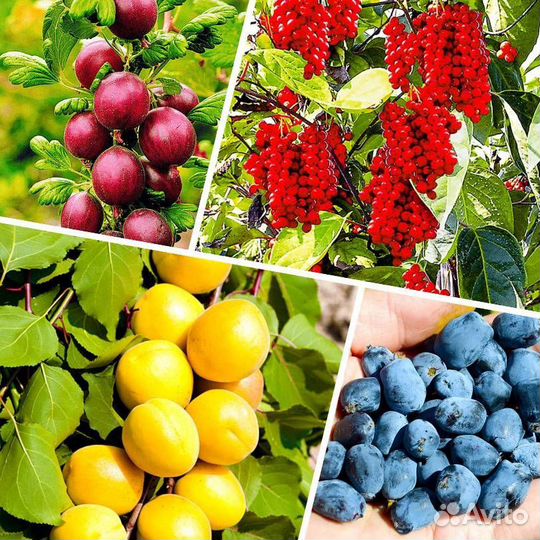 Саженцы плодовых кустарников