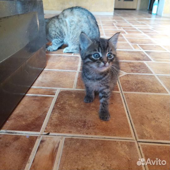 Котик 1,5 месяца