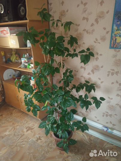 Комнатные цветы