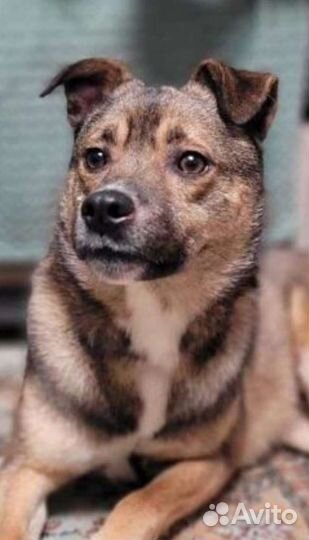 Гномик ищет верного друга