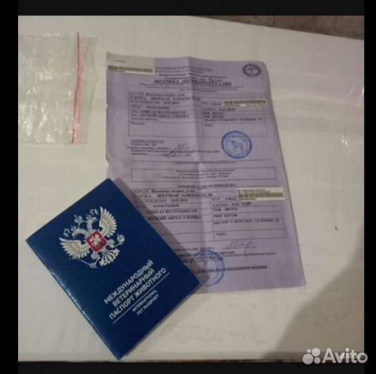 Немецкая овчарка