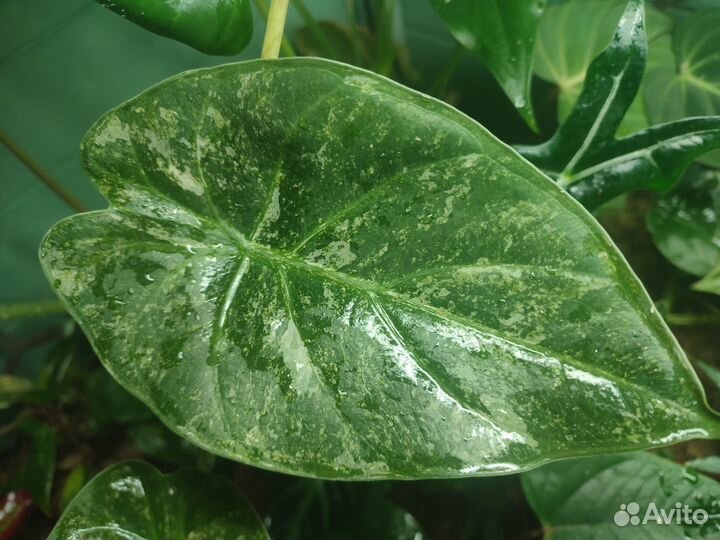 Алоказия вариегатная