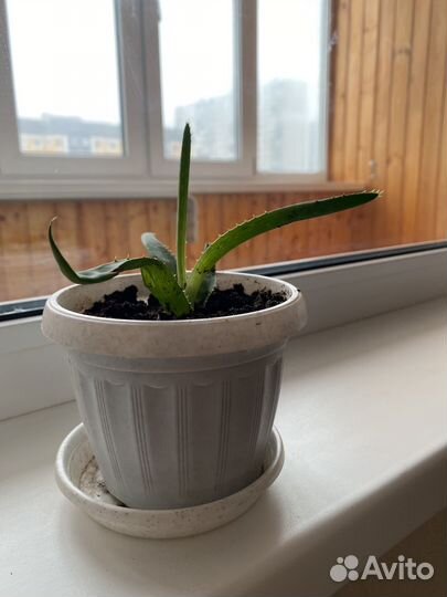 Алое вера лечебный