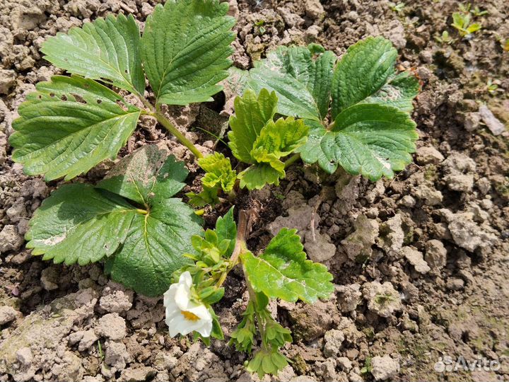 Рассада Клубники